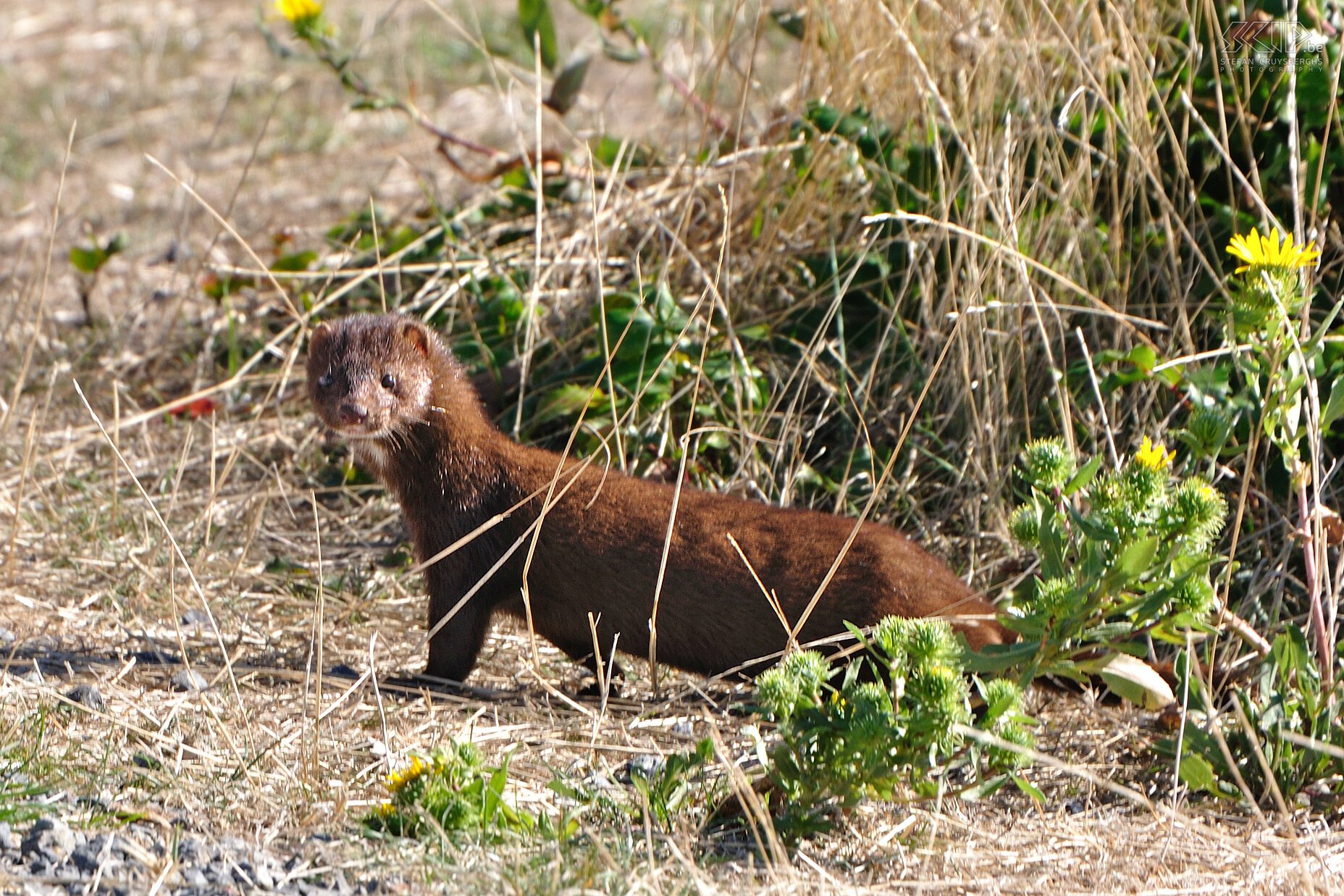 Victoria - Fort Hill and Fishgard Lighthouse - Mink At the lighthouse I spot a mink that rapidly disappears under the rocks and driftwood. Stefan Cruysberghs